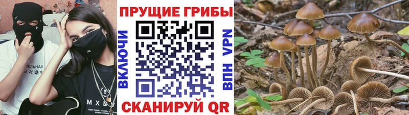 Псилоцибиновые грибы Psilocybe  Верхнеуральск 